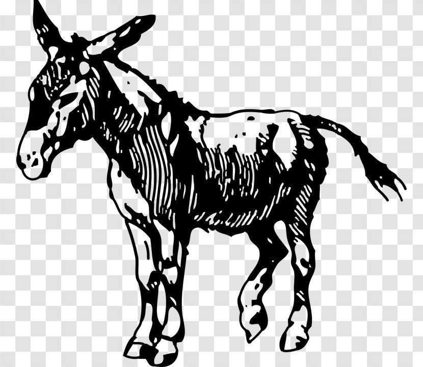 Donkey Drawing Clip Art - Zebra Transparent PNG