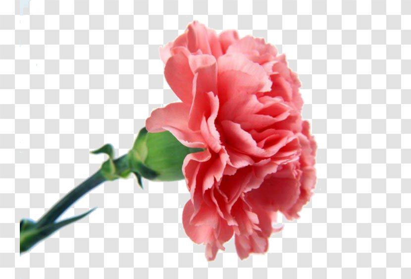 Carnation Flower Bouquet Pink Flowers Transparent PNG