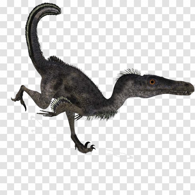 Velociraptor Deinonychus Battle Of Giants: Dinosaurs - Feather - Tiny Dinosaur Transparent PNG