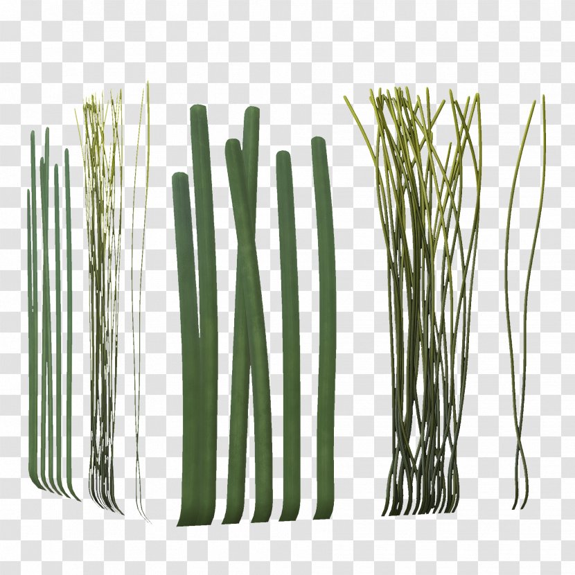 Allium Fistulosum Bamboo Welsh Cuisine Plant Stem - Seaweed Transparent PNG