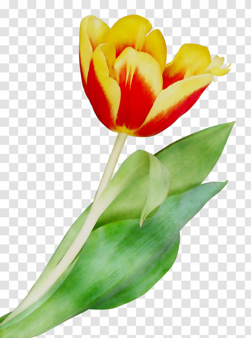 Tulip Cut Flowers Plant Stem Bud Petal - Yellow - Lily Family Transparent PNG