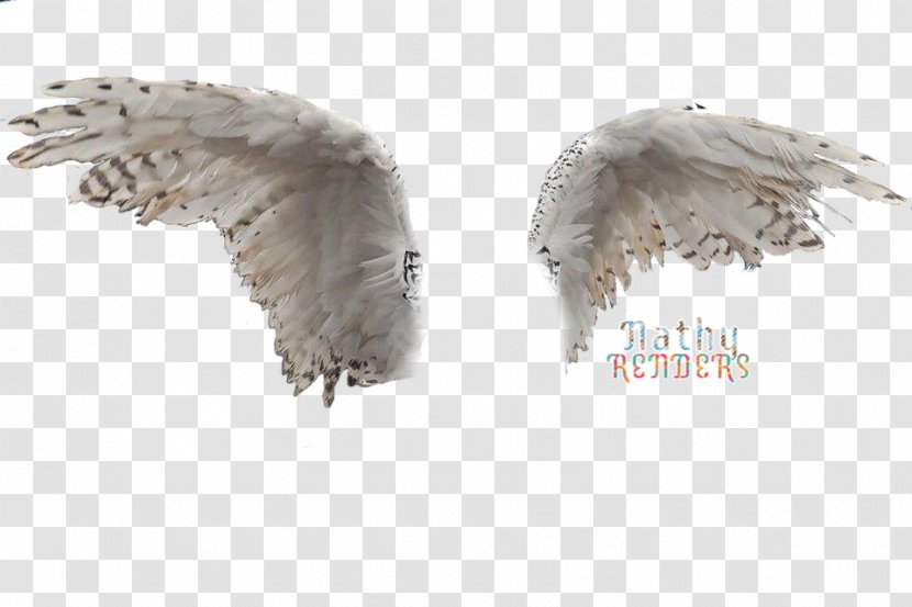 Owl Image Bird Wing Rendering Transparent PNG