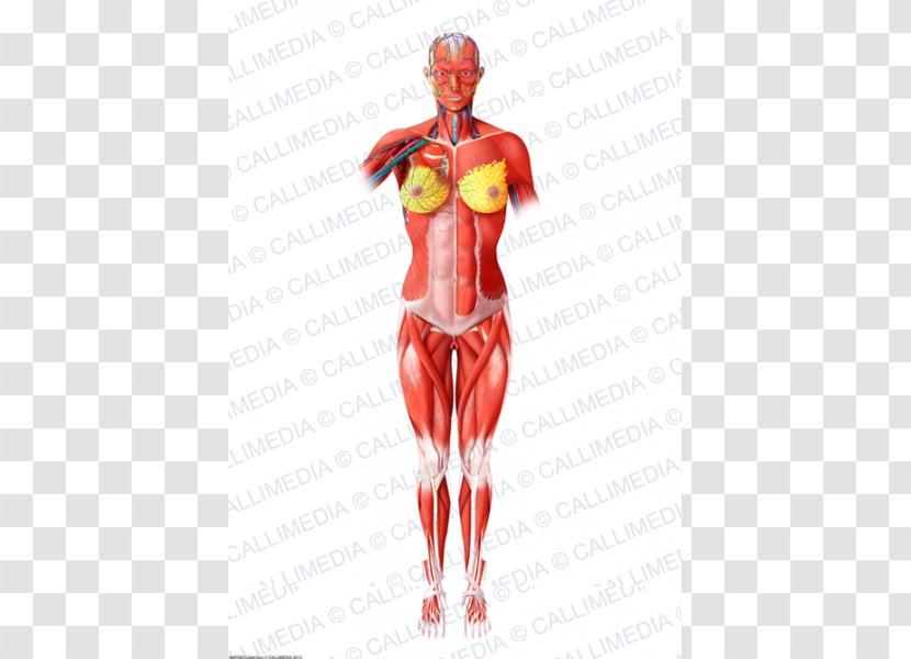 Homo Sapiens Muscle Blood Vessel Human Body Muscular System - Tree - Woman Transparent PNG