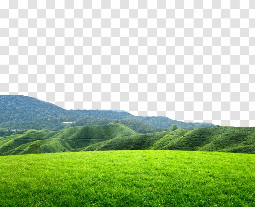 Tea Download Photography Wallpaper - Prairie - Alpine Side Of The Field Transparent PNG