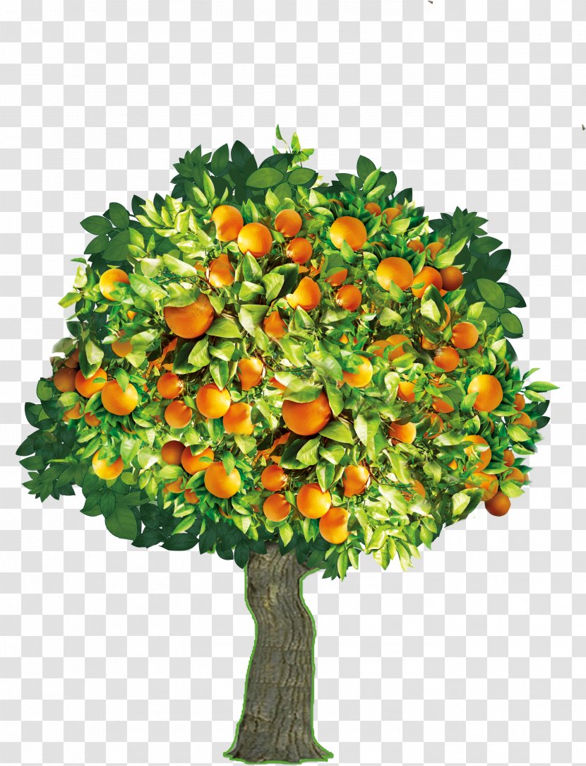 Tree Mandarin Orange - Shrub Transparent PNG