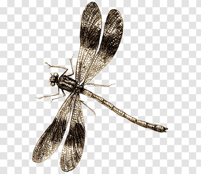 Insect Dragonfly Butterfly Illustration Image - Membrane Winged Transparent PNG