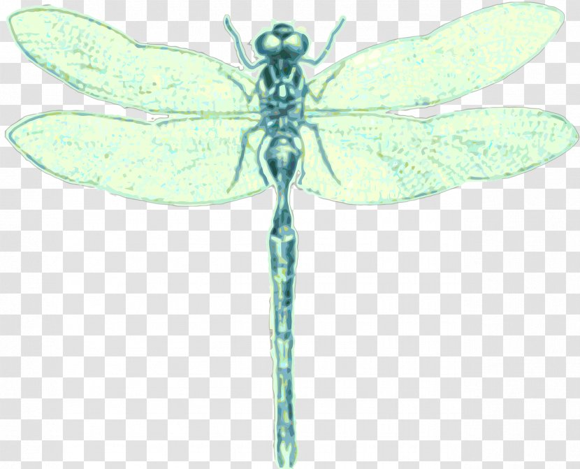 Dragonfly Insect - Fly - Membranewinged Transparent PNG