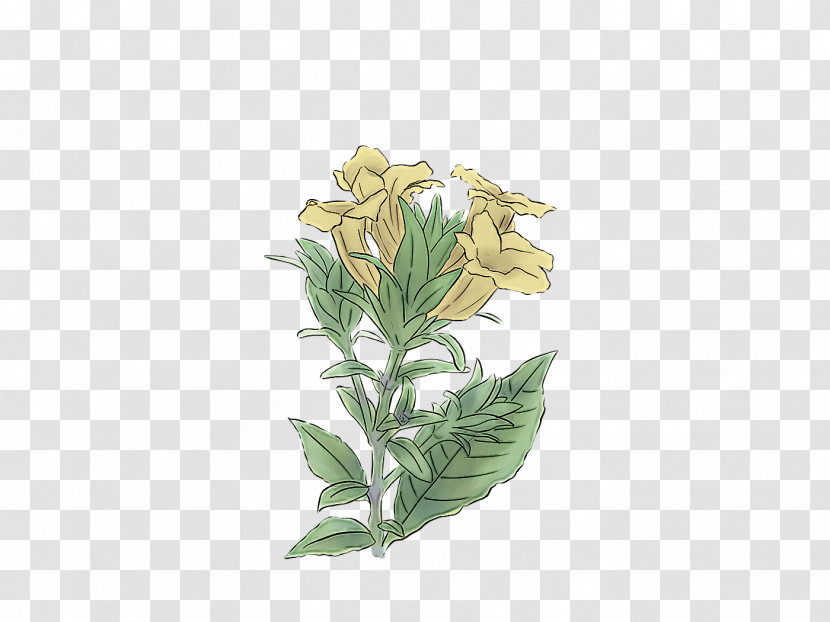 Flower Plant Leaf Gentiana Transparent PNG