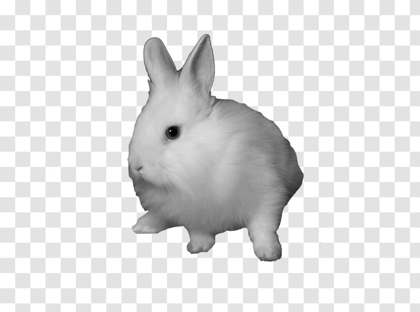 Domestic Rabbit Snowshoe Hare Clip Art Transparent PNG