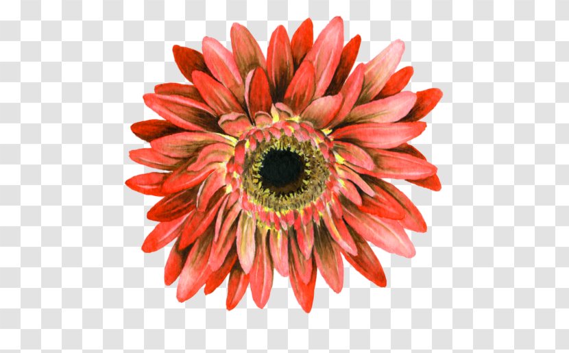 Red Watercolor Flowers - Flowering Plant - Sunflower Daisy Family Transparent PNG