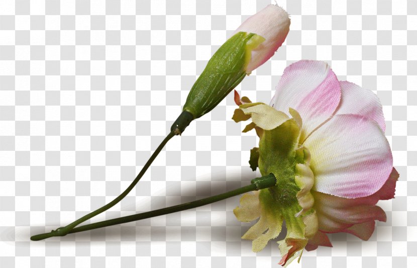 Cut Flowers Bud Plant Stem - Thanksgiving Transparent PNG