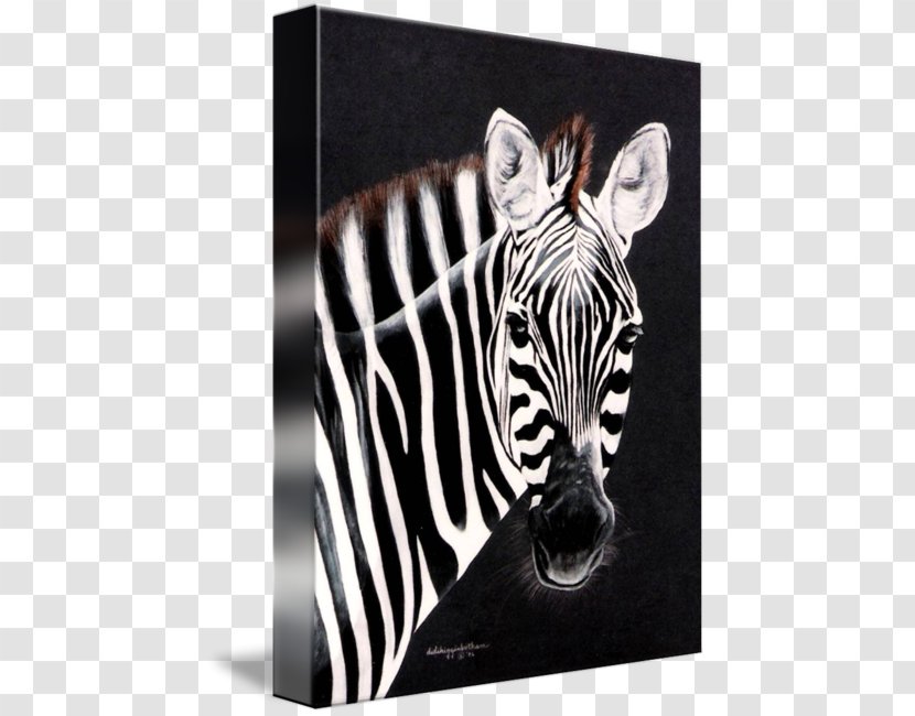 Quagga Watercolor Painting Art Printmaking - Zebra Transparent PNG