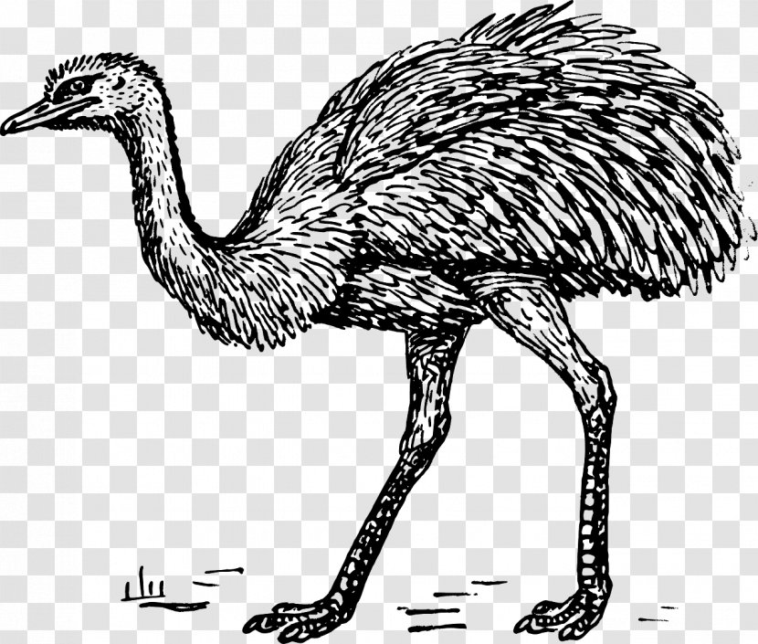 Common Ostrich Bird Greater Rhea Drawing Clip Art - Line Transparent PNG