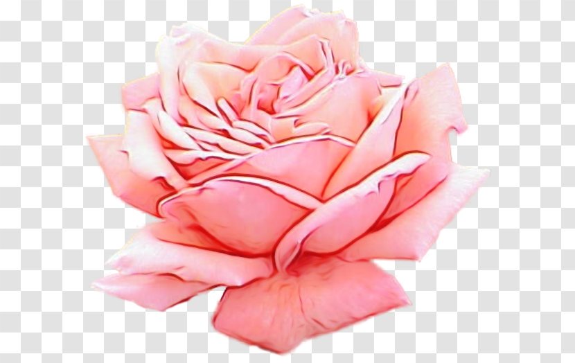 Garden Roses - Rose Family - Flowering Plant Order Transparent PNG