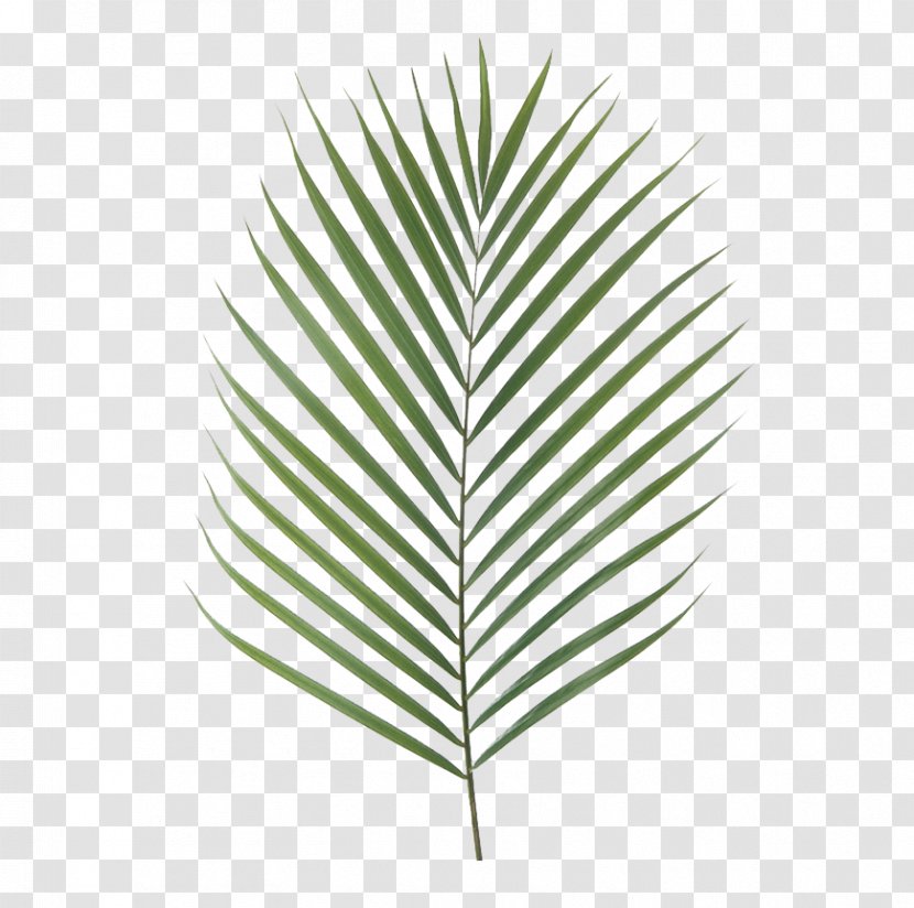 Canary Island Date Palm Branch Artificial Flower Leaf Chamaerops - Plant Stem - Areca Transparent PNG