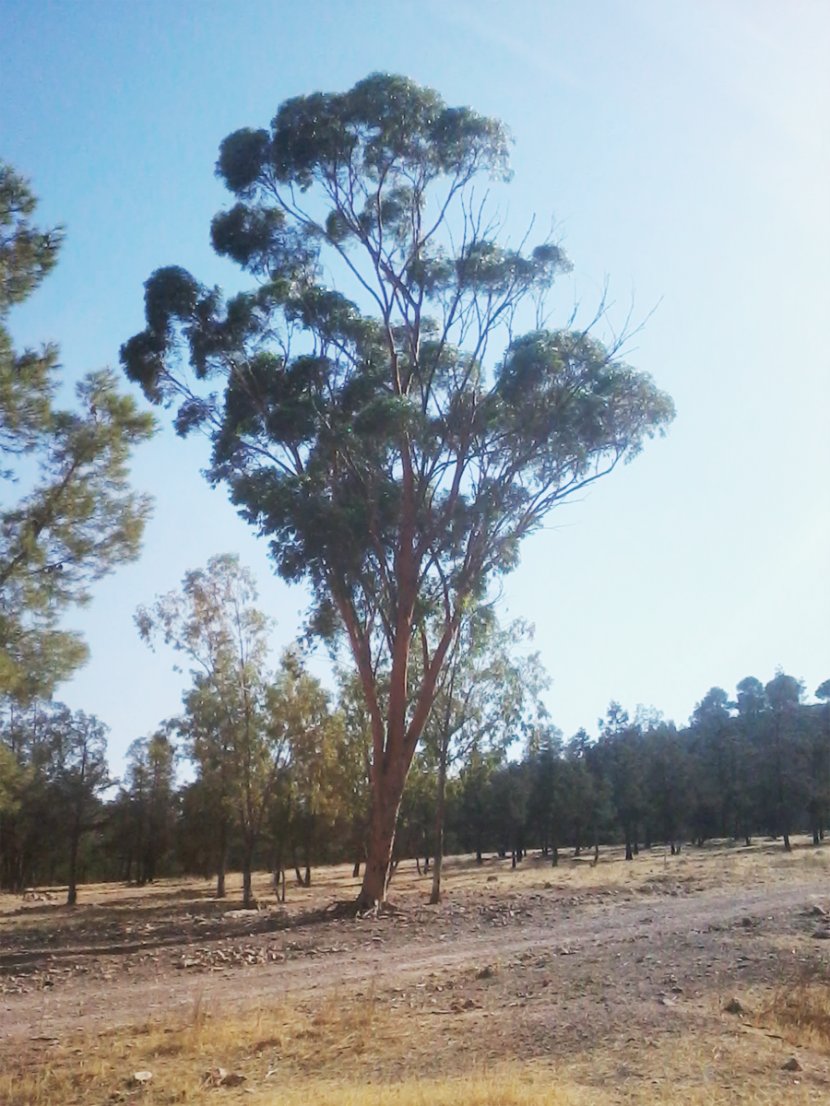 SIDI MAAFA Forest Gum Trees Plant Meaning - Eucalyptus Transparent PNG