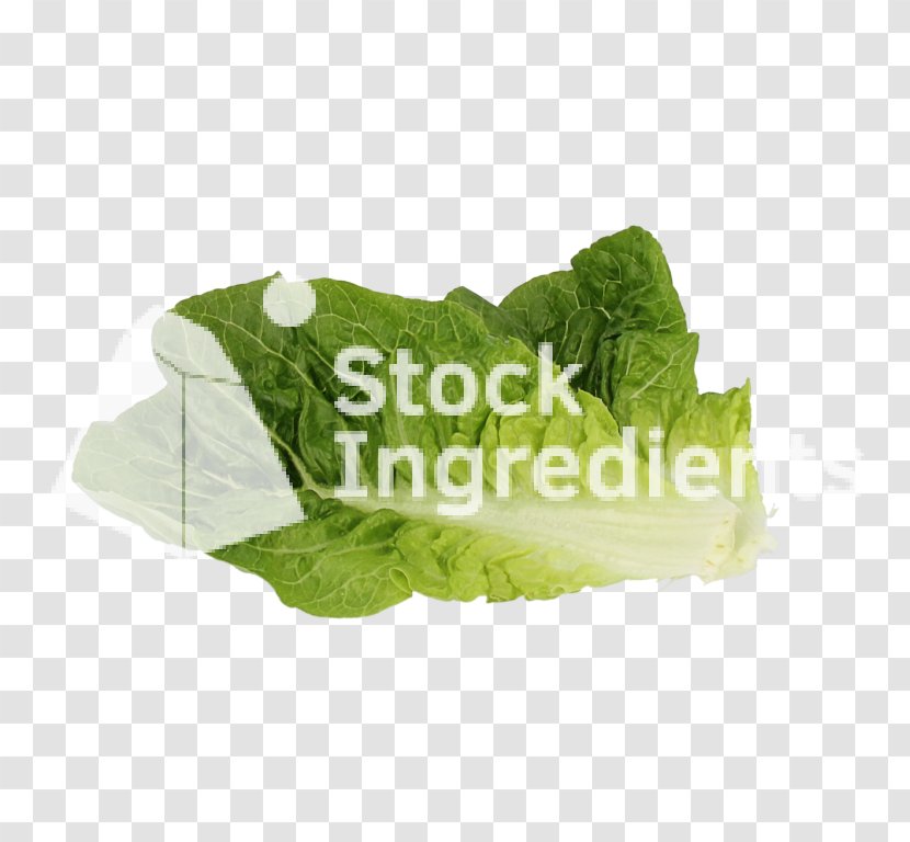 Romaine Lettuce Spring Greens Leaf Vegetable Herb Transparent PNG