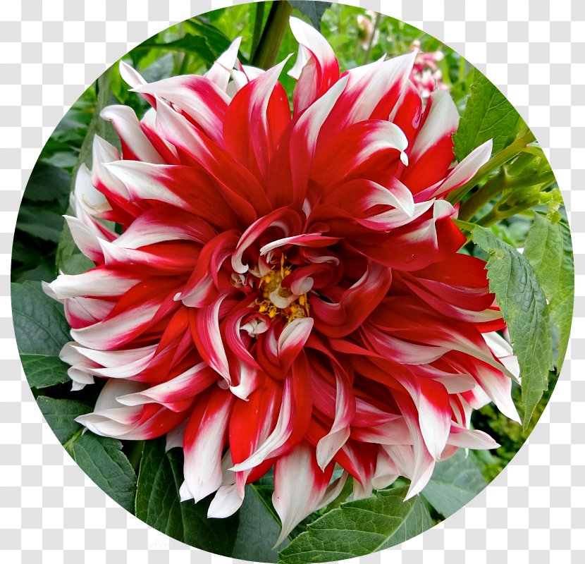 Dahlia Floristry Cut Flowers Petal - Flower - English Landscape Garden Transparent PNG