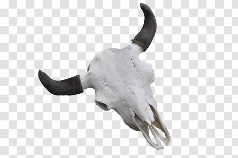 Cattle Skull Jeffrey Horn - Jaw Transparent PNG