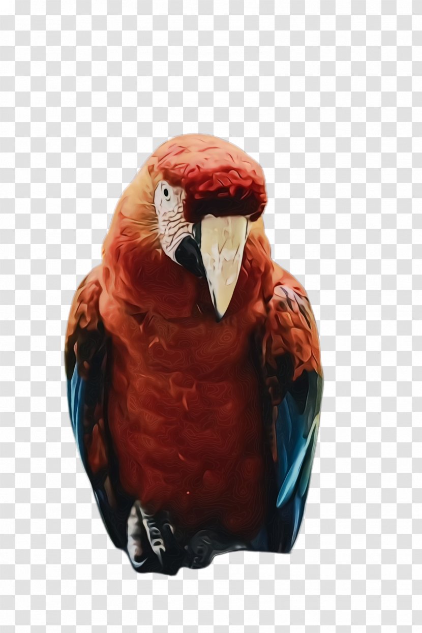 Colorful Background - Parrot - Beak Macaw Transparent PNG