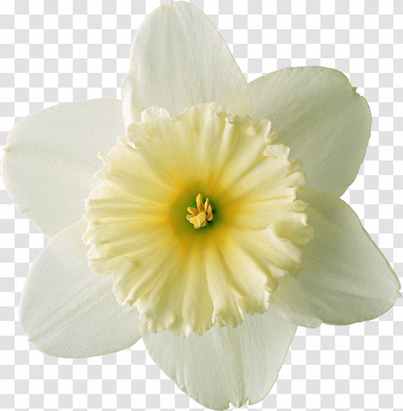 Narcissus Tazetta - White - Frangipani Transparent PNG