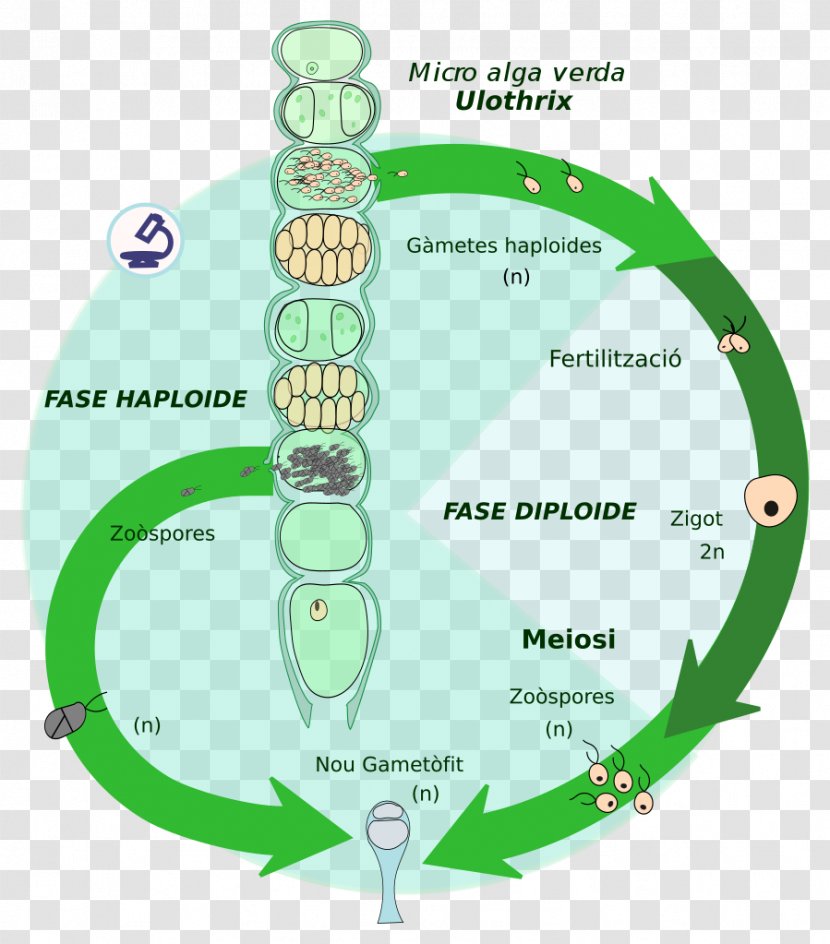 Biological Life Cycle Biology Ulothrix Chara Green Algae - Protist Transparent PNG