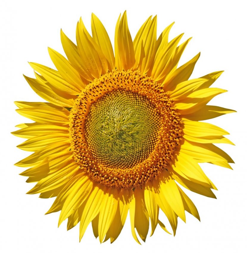 Common Sunflower Seed Clip Art - Byte Transparent PNG