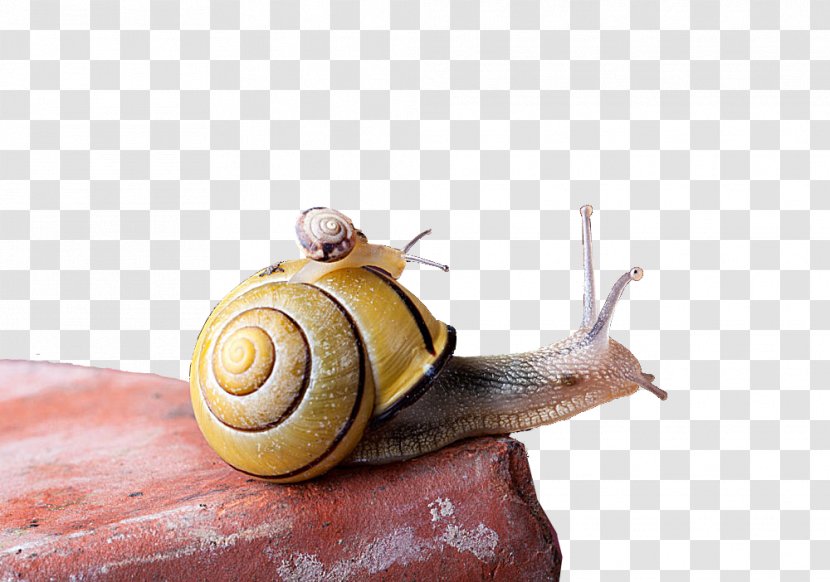 Snail Euclidean Vector - Snails And Slugs - Creative Transparent PNG