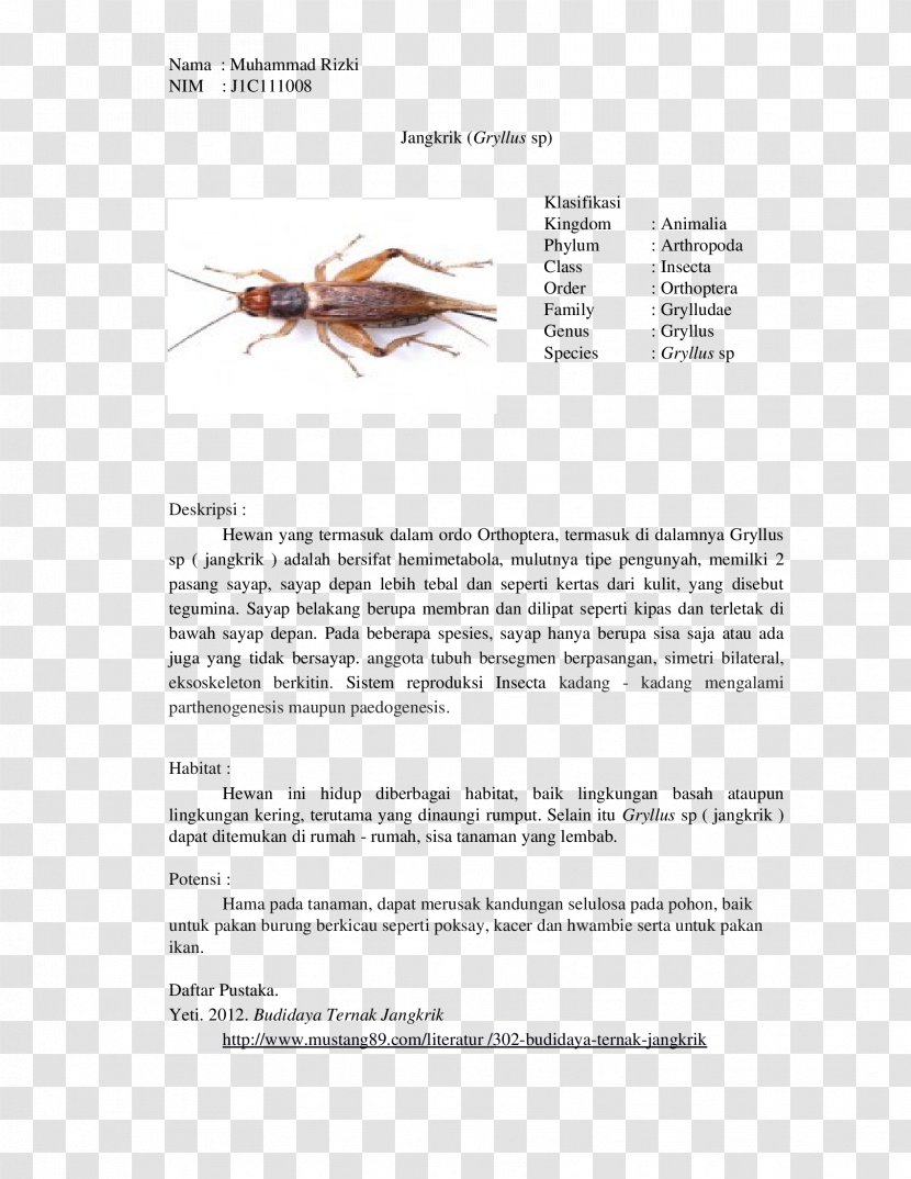Insect Gryllus Cricket Orthoptera Biological Classification - Animal Transparent PNG
