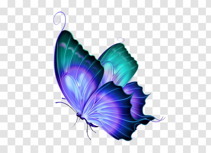 Butterfly Greta Oto Clip Art - Web Browser - Gorgeous Transparent PNG