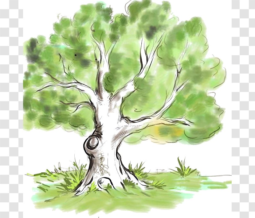 Drawing Family Tree Genealogy Branch Transparent PNG