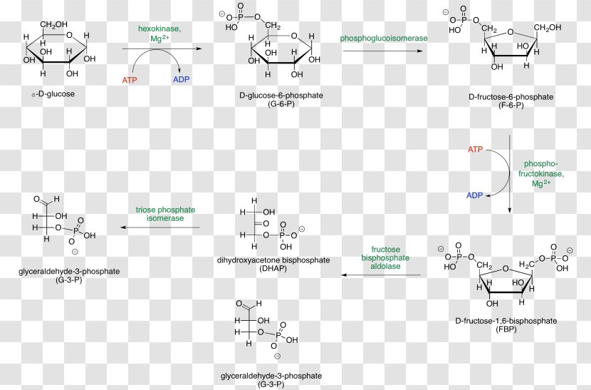 Glycolysis Metabolic Pathway Adenosine Triphosphate Glucose Sugar Phosphates - Succinylcoa Transparent PNG