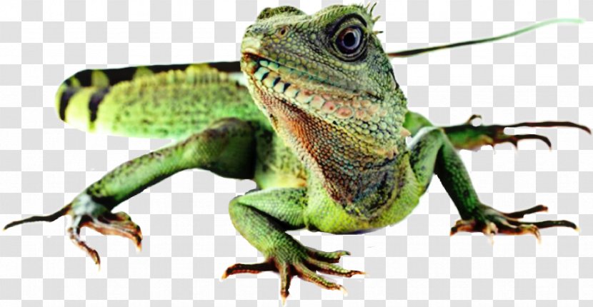 Reptile Lizard Chinese Water Dragon Chameleons Australian - Toad Transparent PNG