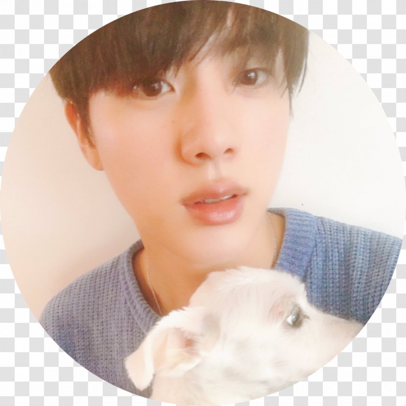 Jin BTS Dog კიმ სოკ-ჯინი - Child - JIN Transparent PNG