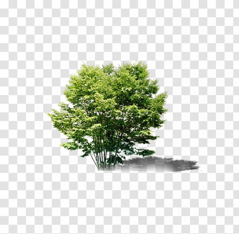 Tree Bonsai Evergreen Download - Leaf Transparent PNG