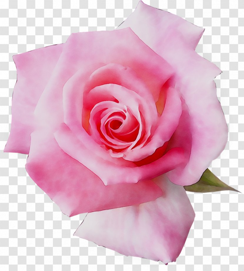 Garden Roses Floribunda Cabbage Rose Blume Pink - Hybrid Tea - Shoeblackplant Transparent PNG