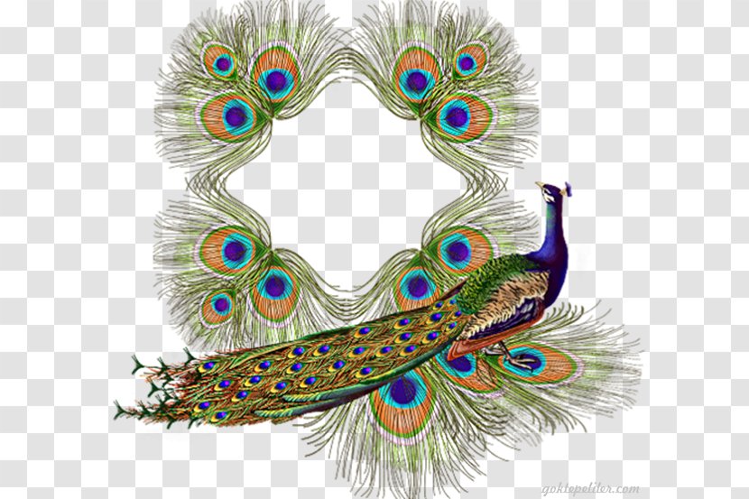 Bird Asiatic Peafowl Paper Transparent PNG