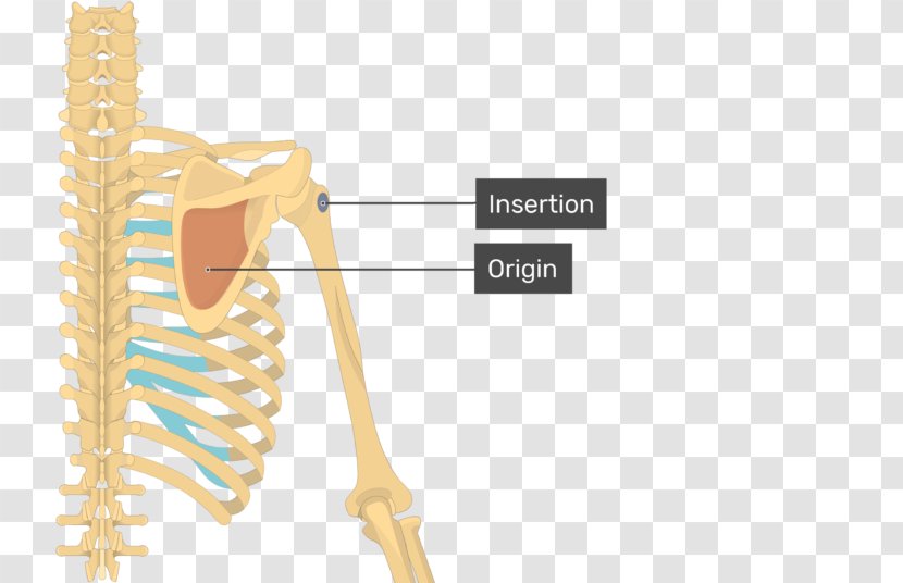 Latissimus Dorsi Muscle Teres Major Anatomy Origin And Insertion Minor - Skeletal - Arm Emoji Transparent PNG