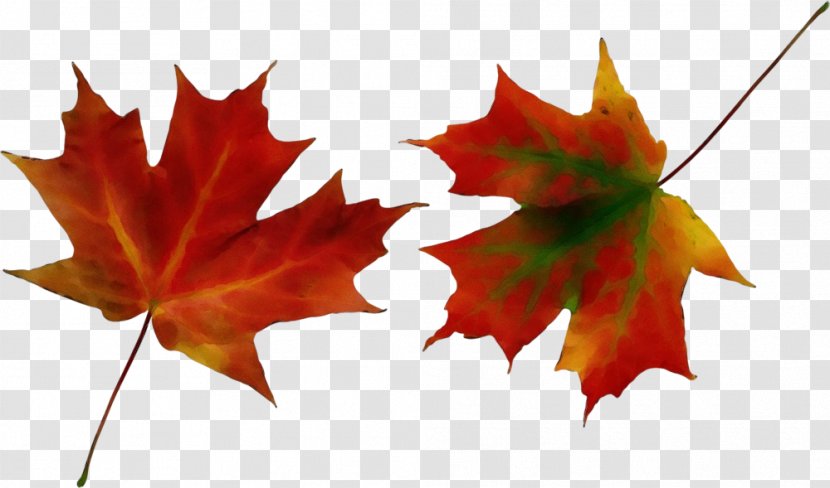 Maple Leaf - Silver - Planetree Family Transparent PNG