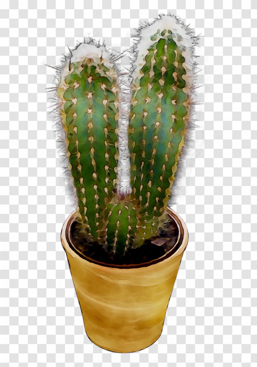 San Pedro Cactus Image Triangle Prickly Pear Plants - Color - Plant Transparent PNG