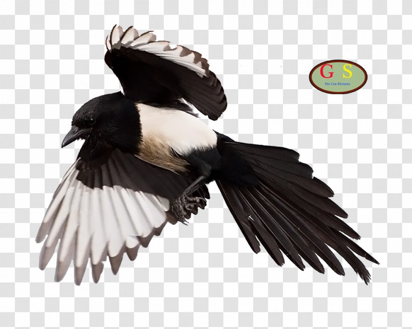 Eurasian Magpie Vulture - Crow Like Bird - Tracking Transparent PNG