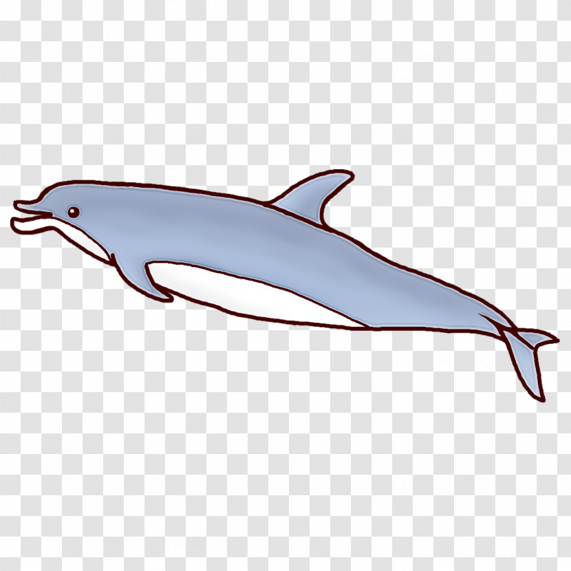 Short-beaked Common Dolphin Rough-toothed Dolphin White-beaked Dolphin Wholphin Porpoise Transparent PNG