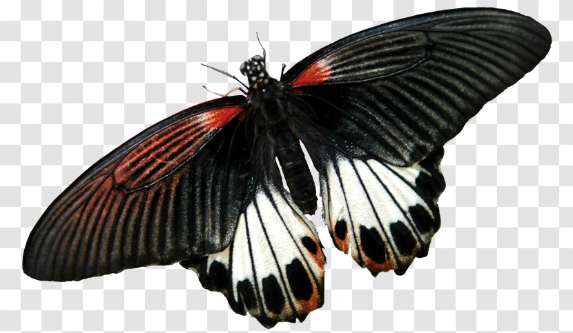 Clip Art Butterflies And Moths Photography Insect Image - Pollinator - Hq Pictures Transparent PNG