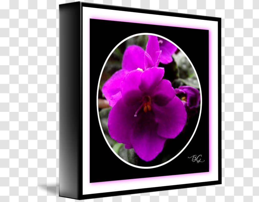 Pansy Violet Petal - Magenta - African Violets Transparent PNG