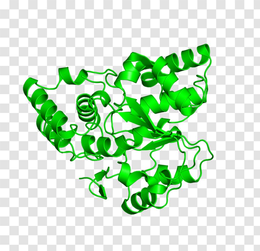 Organism Line Clip Art - Area Transparent PNG