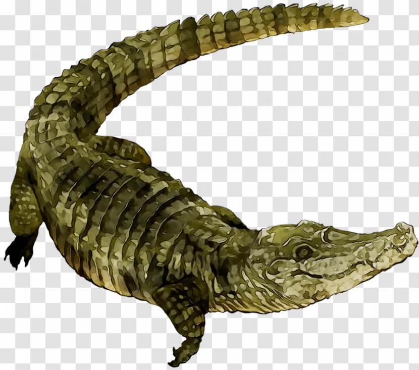 Nile Crocodile American Alligator Fauna - Cryptid Transparent PNG