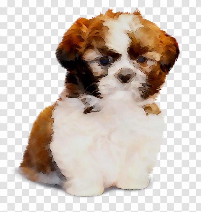 Cavachon Shih Tzu Havanese Dog Lhasa Apso Puppy - Vertebrate - Rare Breed Transparent PNG