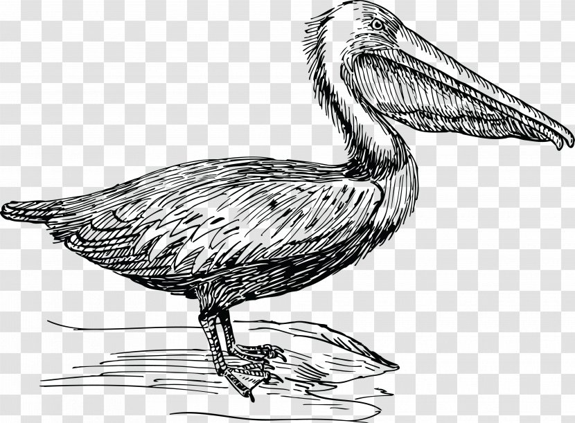 Pelican Drawing Birds Clip Art - Fauna - Water Bird Transparent PNG