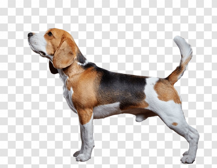 Beagle-Harrier American Foxhound English - Finnish Hound - Dogs And Cats Transparent PNG
