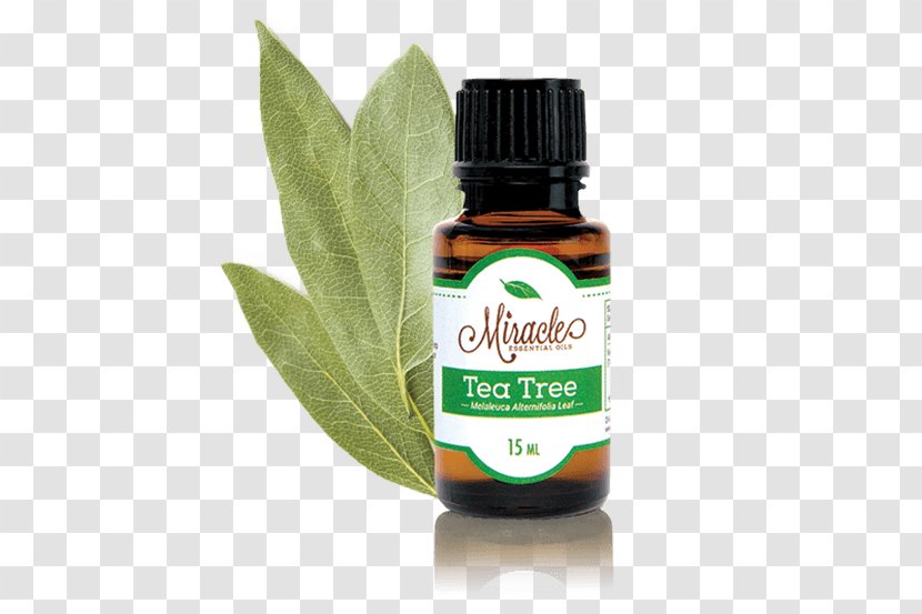 Tea Tree Oil Essential Aromatherapy Transparent PNG